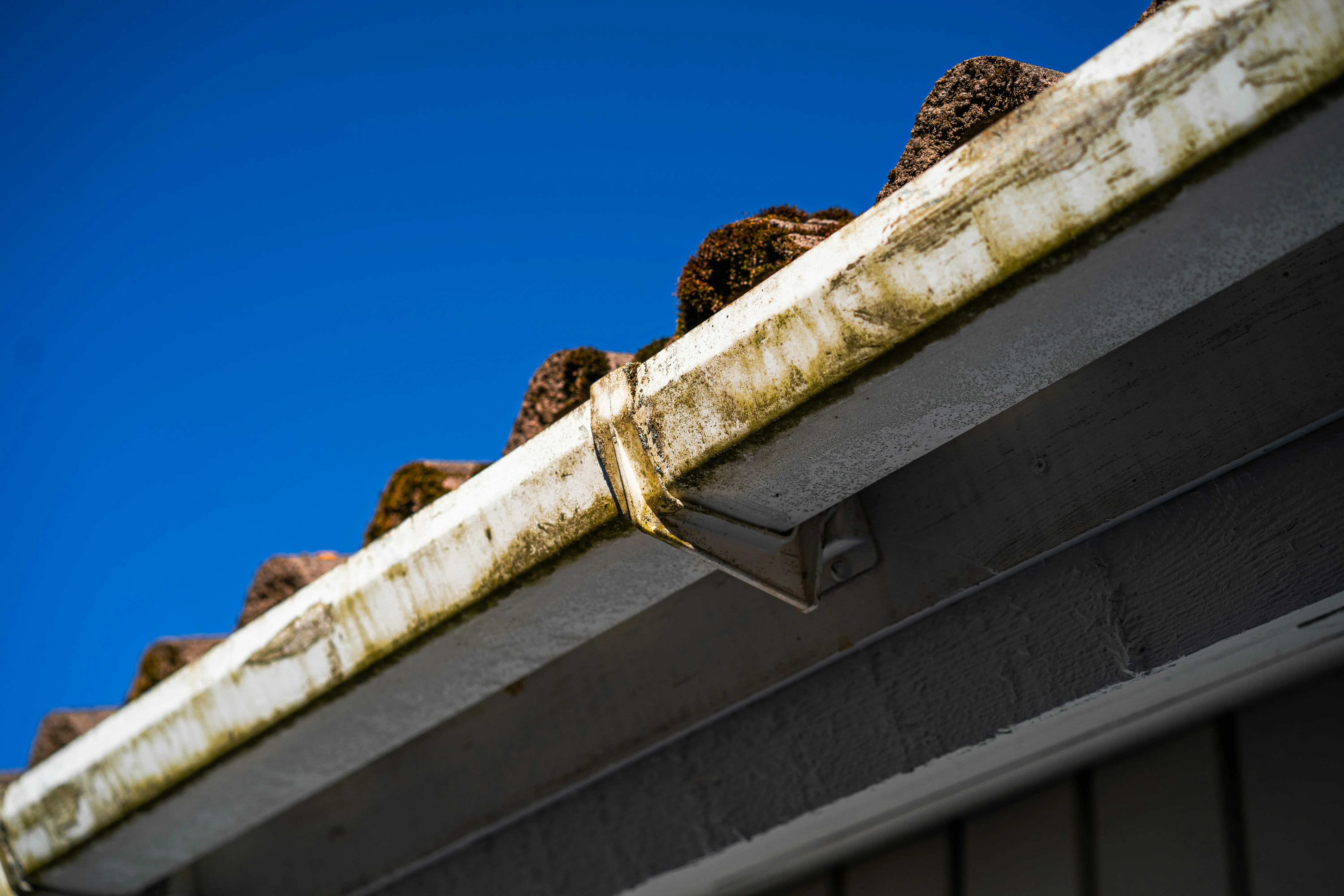 how to detect mold in house